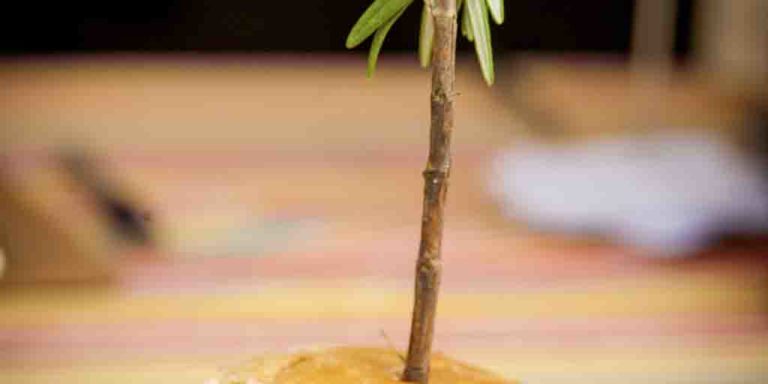 category image