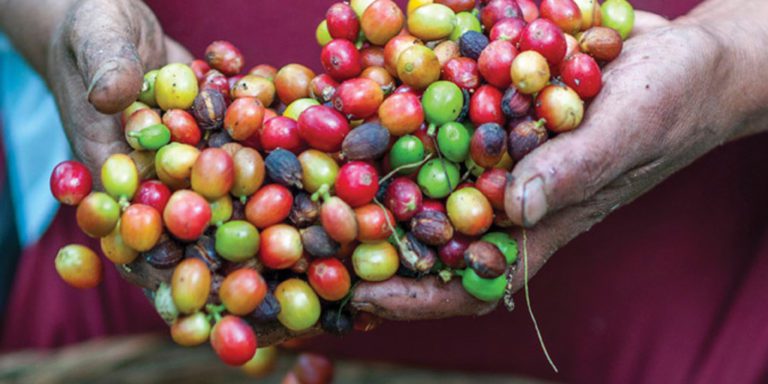 Organic Coffee – Ethical businesses: a trend or simply a new way of doing business?
