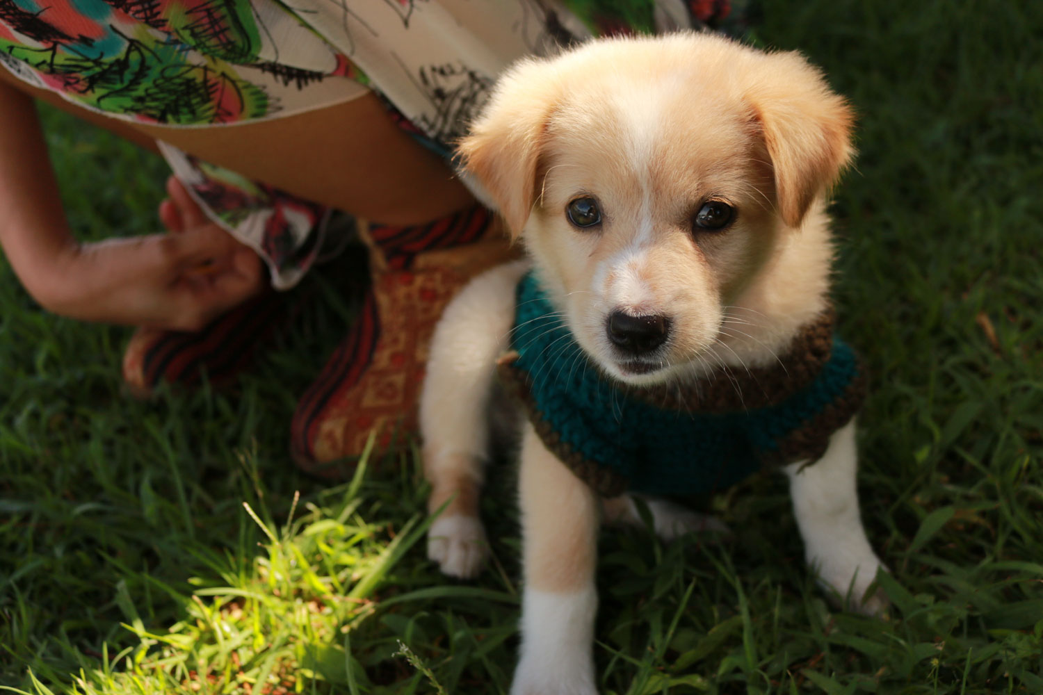 The Real Cost of Owning a Puppy in 2026